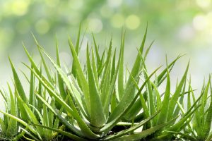 Can Aloe Vera Survive Without Direct Sunlight?