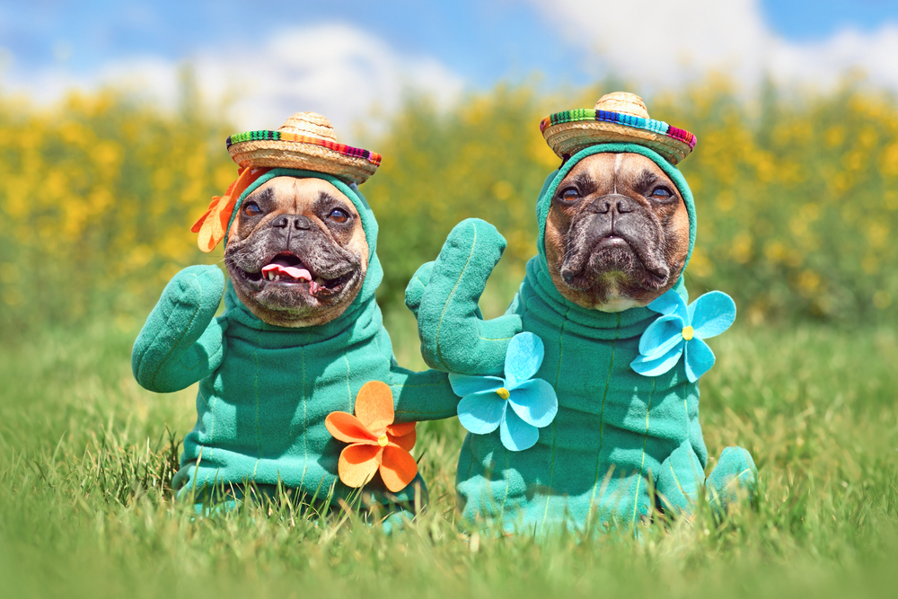 matching Halloween costumes for pets
