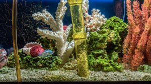 Cleaning,Of,Gravel,In,A,Freshwater,Aquarium