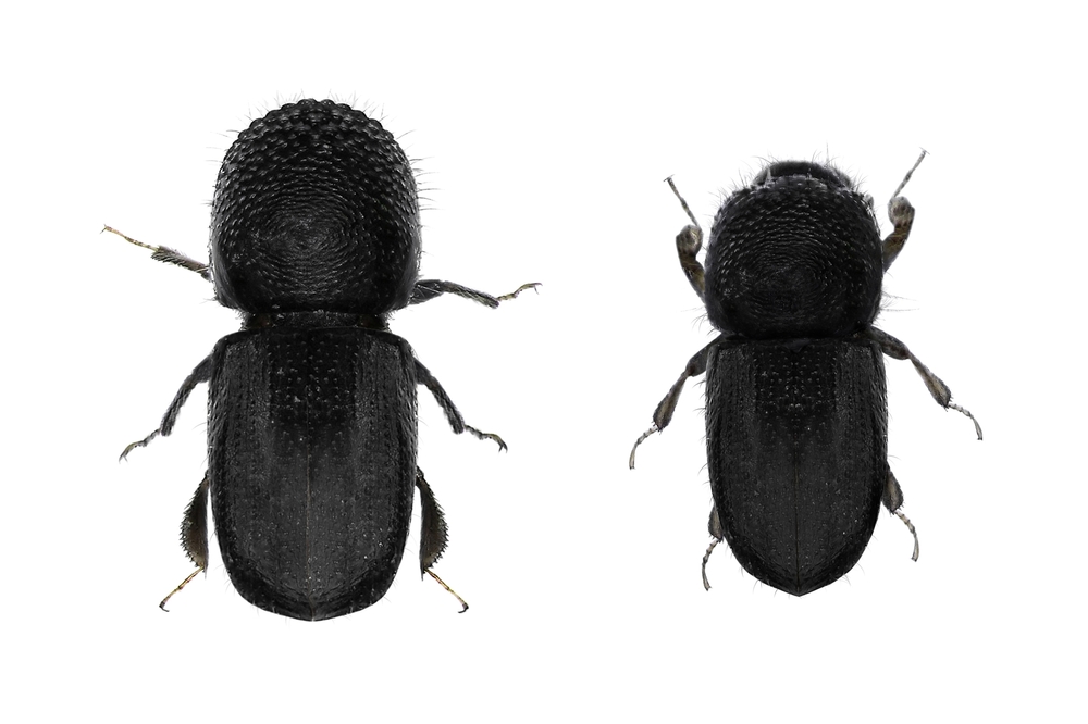Asian ambrosia beetles