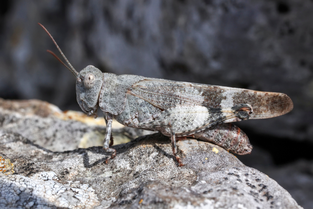 Band-winged grasshoppers