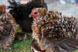 How Long Do Frizzle Chickens Live For?