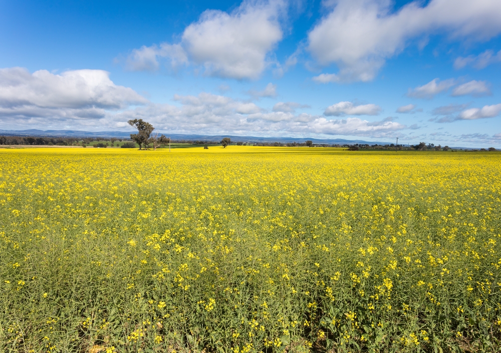Australia rapeseed field
