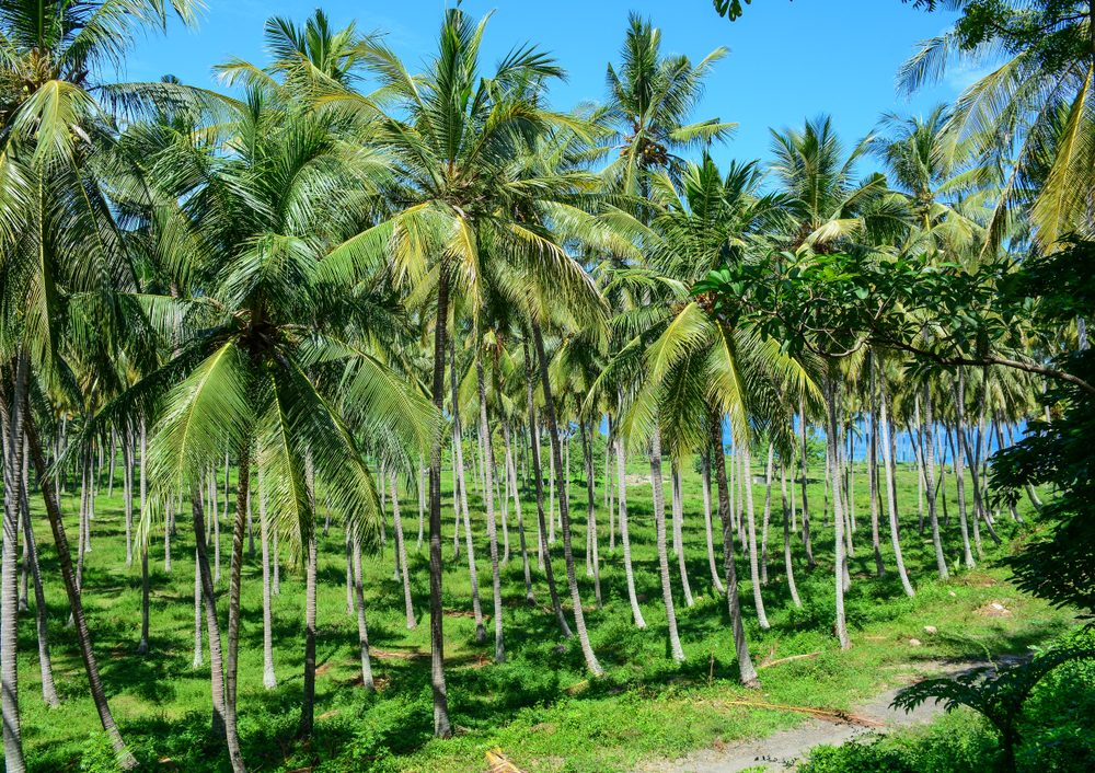 Indonesia coconuts