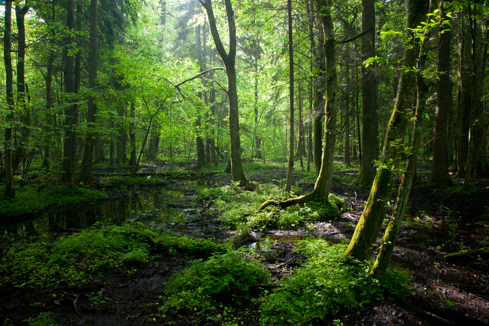 dense forests
