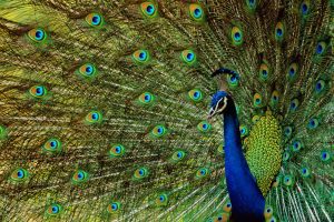What Colors Are Peacocks?