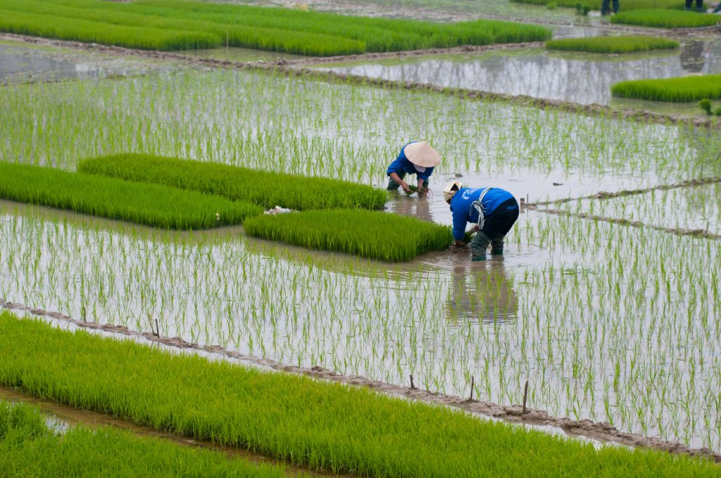 rice Vietnam
