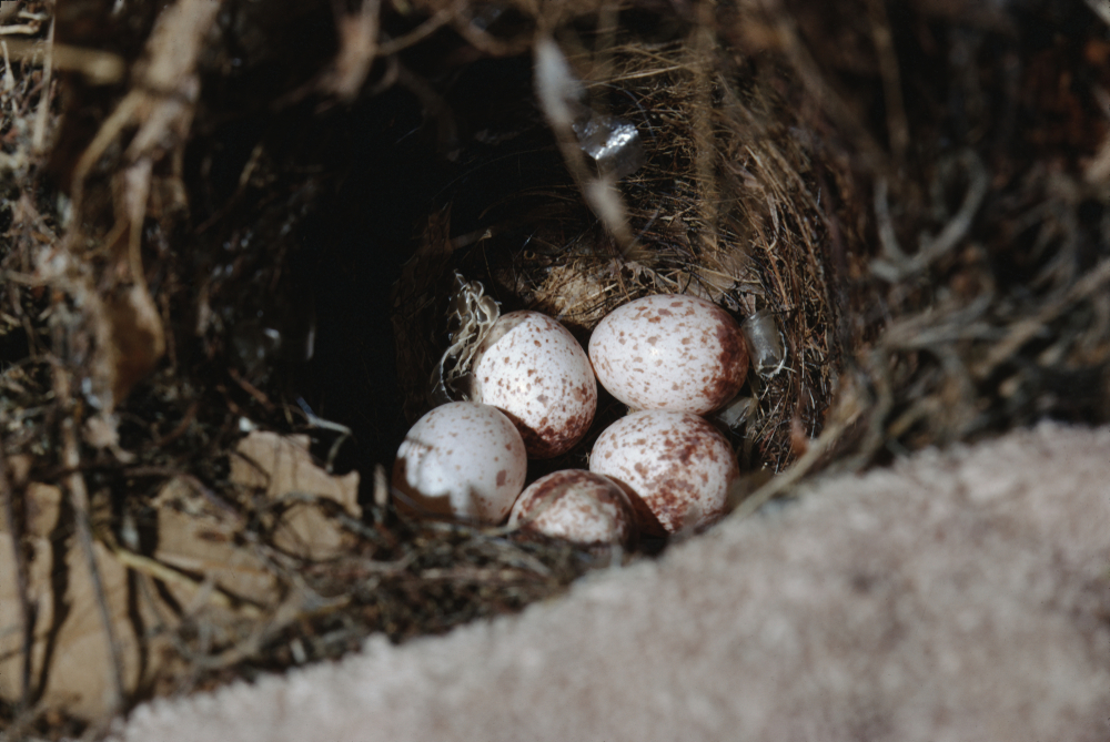 rounded nest