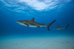 Which Sharks Can Live in Freshwater?
