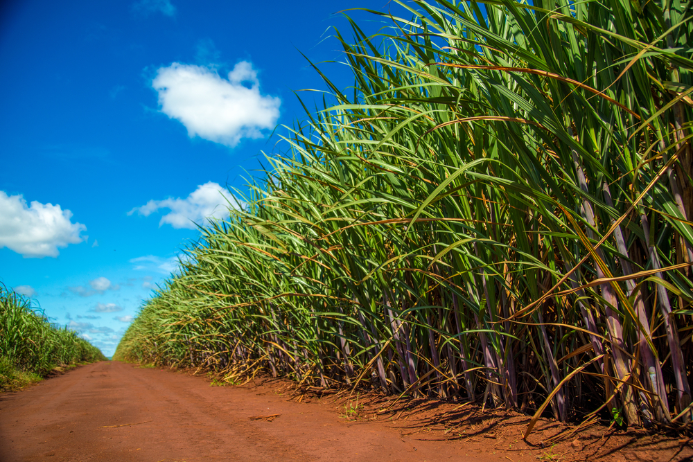 sugar cane Brazil