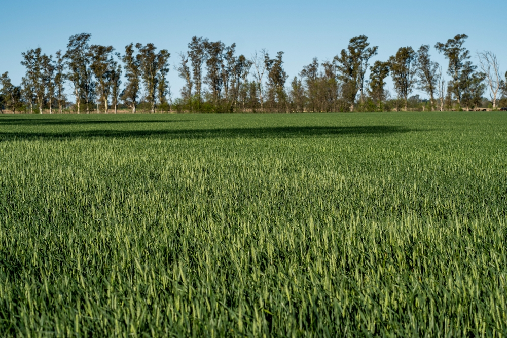 wheat Argentina 
