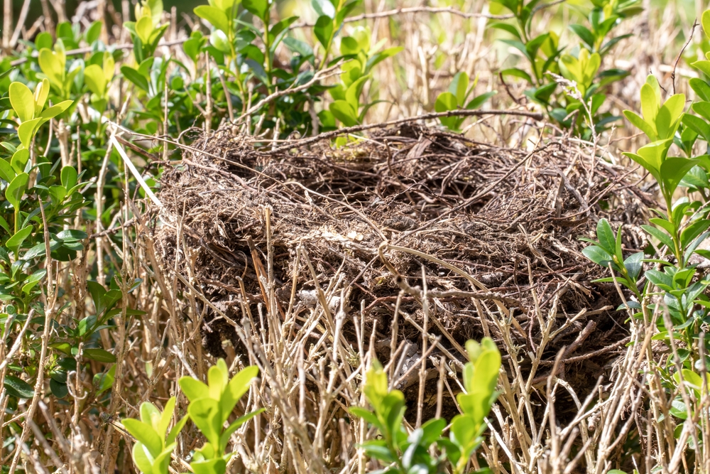 Carolina wren nest