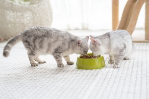 Do Cats Prefer Bowls or Plates?