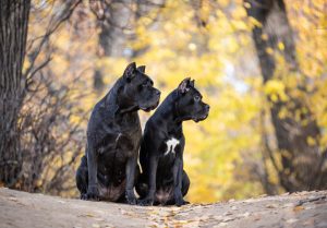 Two,Cane,Corso,Dogs,Are,Sitting,In,The,Autumn,Park