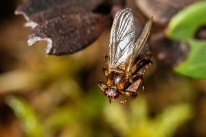 Why Are Deer Flies Attracted to Blue?