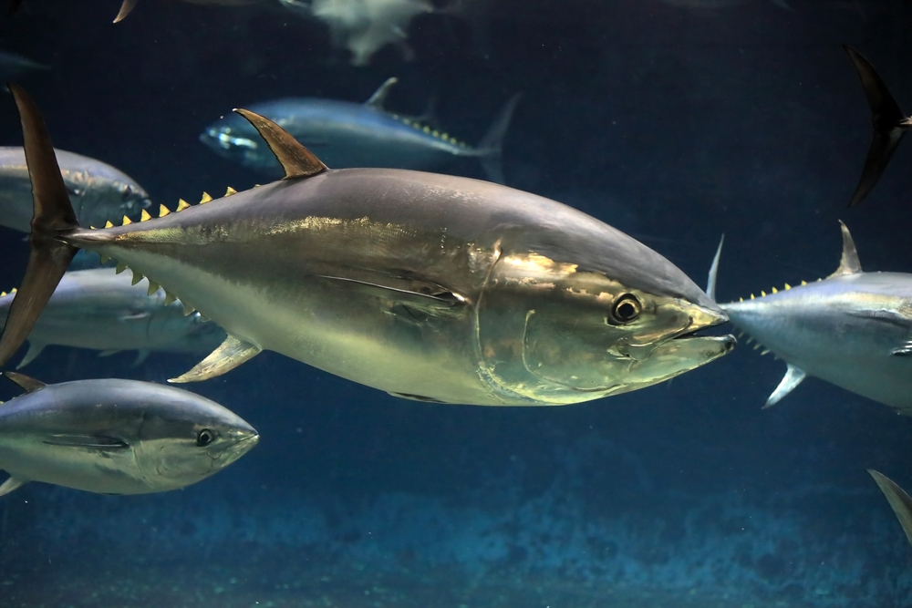 revenue with bluefin tuna