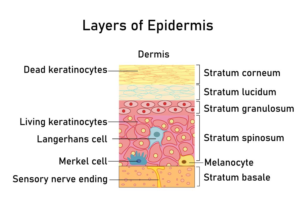 epidermis 