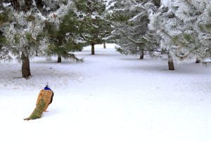 What to Do with Peacocks in the Winter