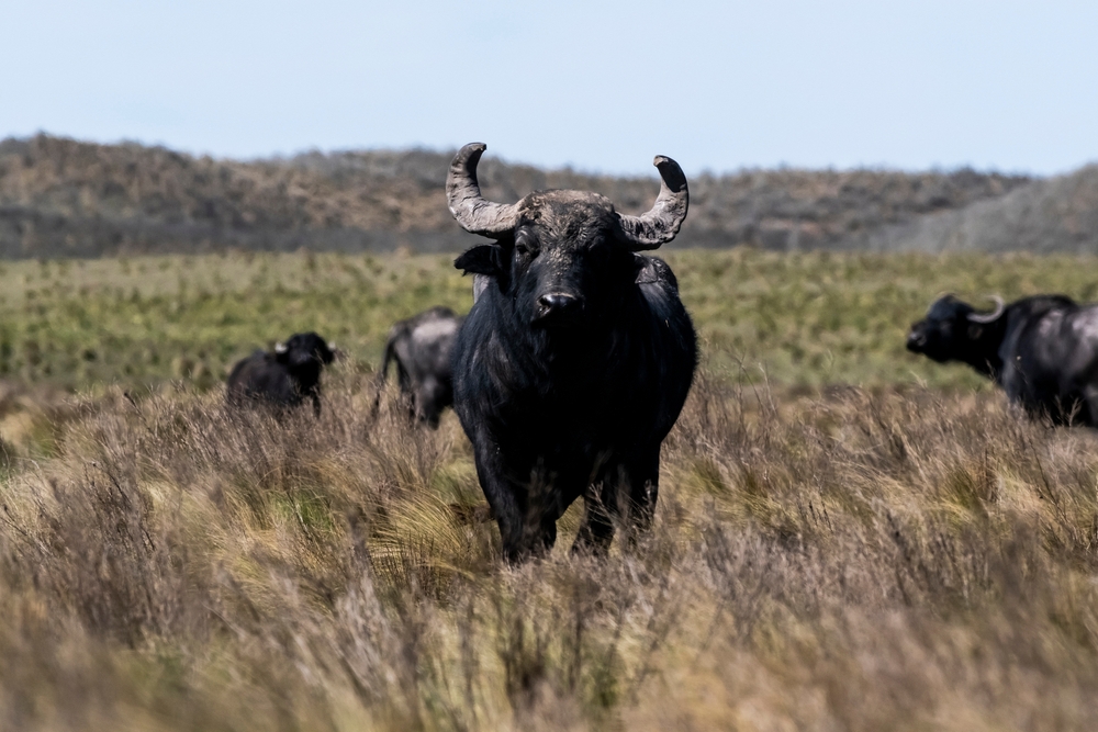 region of buffalo hunting