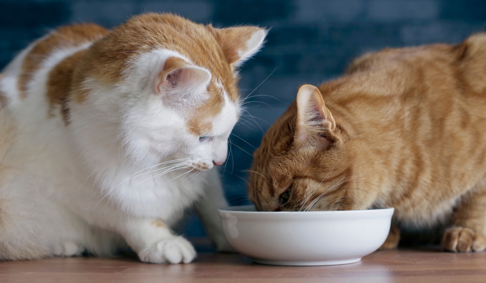 shared food bowl 