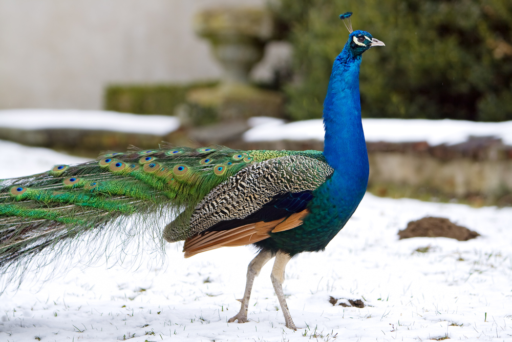 tropical bird peacock