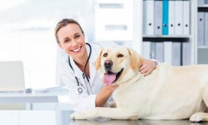 How Long Does It Take to Become a Veterinarian in Australia?