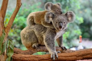 Mother,Koala,With,Baby,On,Her,Back,,On,Eucalyptus,Tree.