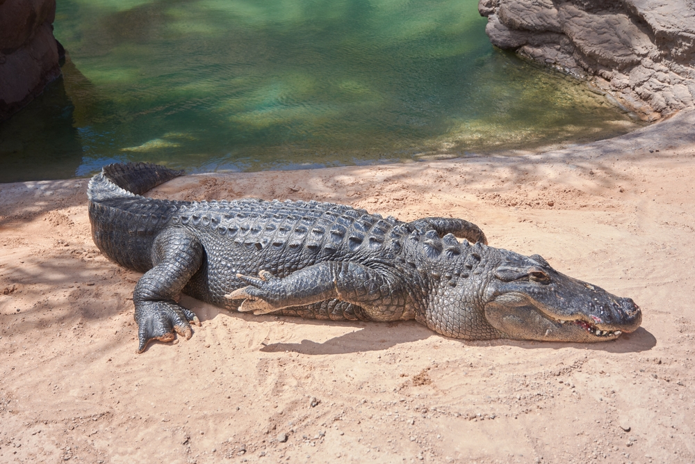 Crocodylidae 