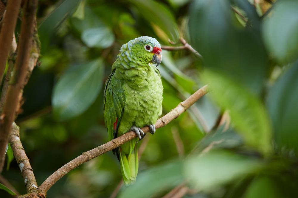 Red-Fronted Parakeet