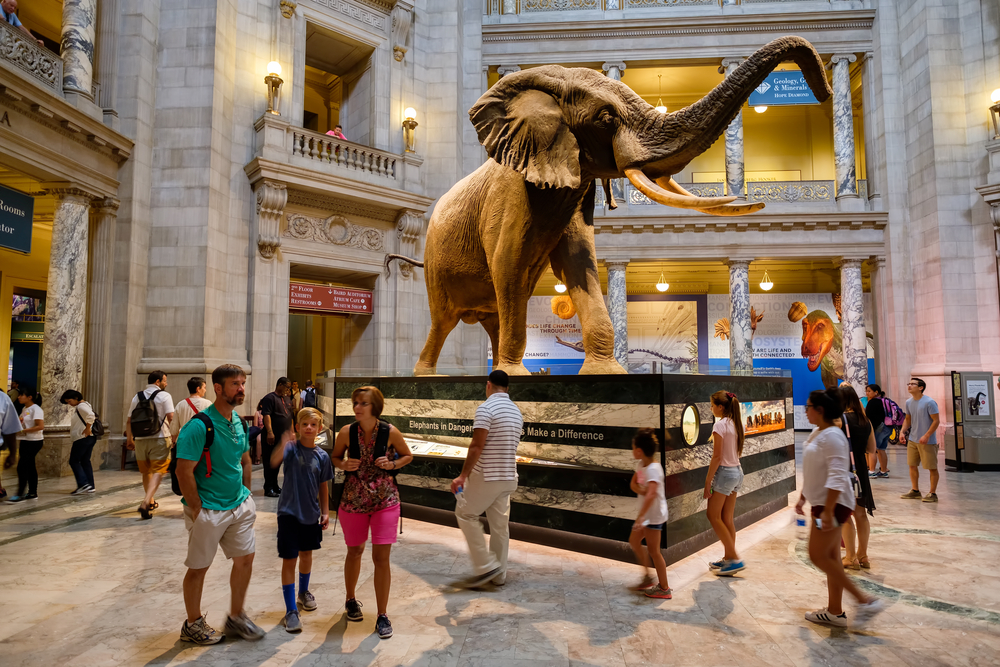 The American Musuem of Natural History