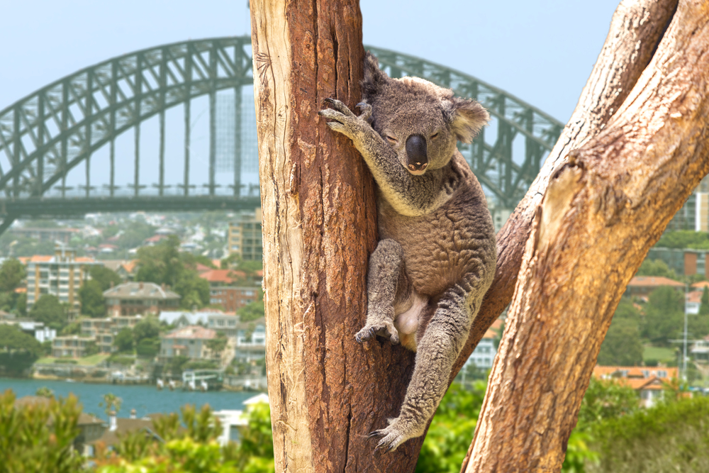 koala Sydney