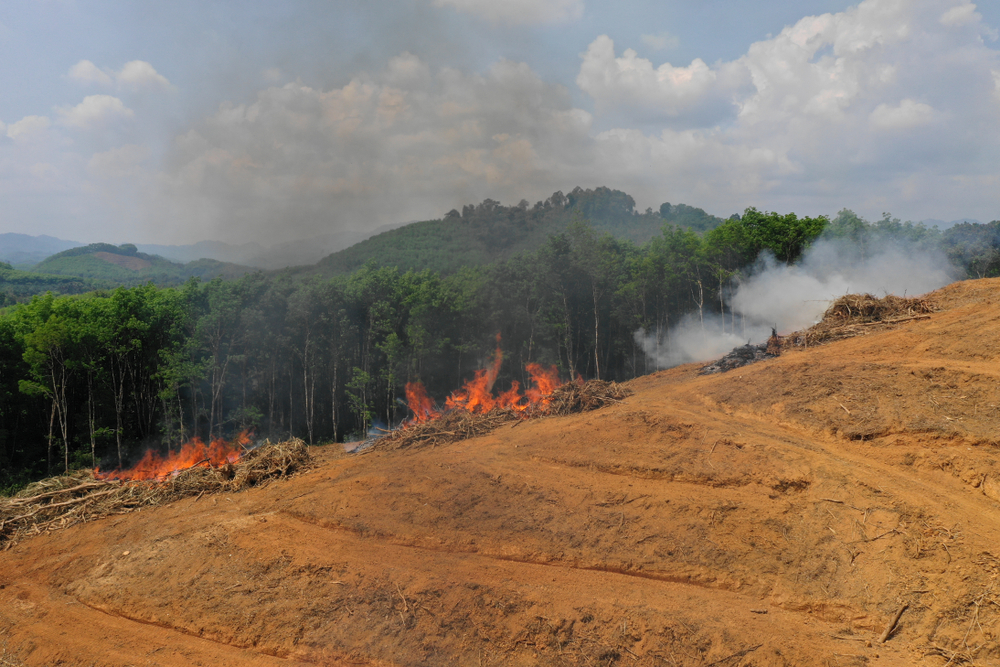 Indonesia deforestation