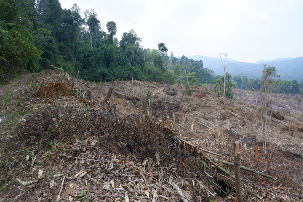 Laos deforestation