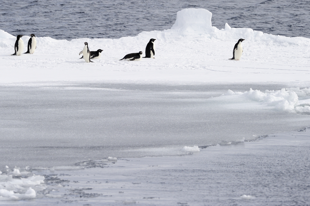 Ross Sea