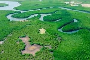 Aerial,View,Of,Green,Mangrove,Forest.,Nature,Landscape.,Amazon,River.