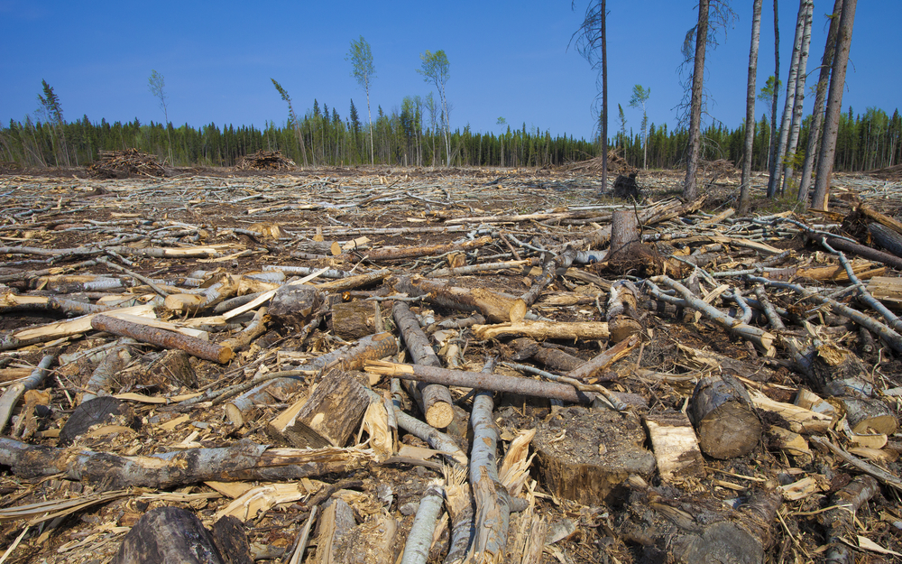 logging in Saskatchewan