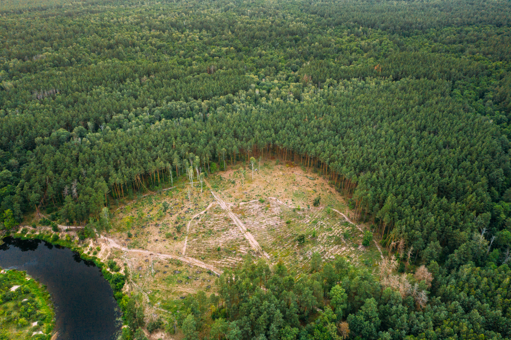 tree cover loss in Russia
